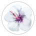 White Hibiscus Bloom