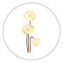 Blooming Flowers