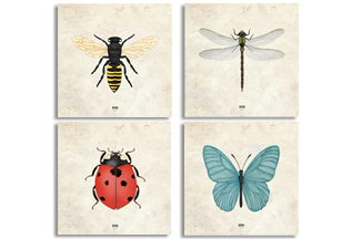 Insects