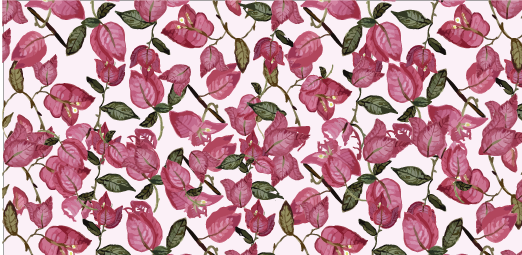 Bougainvillea