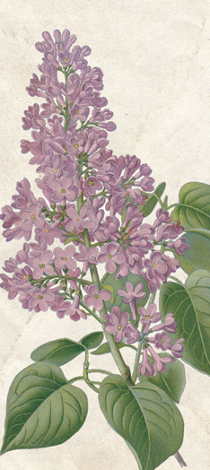To Do List - Lavender