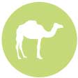 Camel Parade