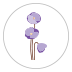 Blooming Flowers