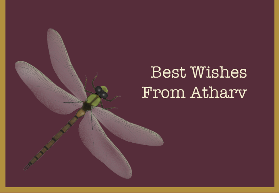 Dragon Fly