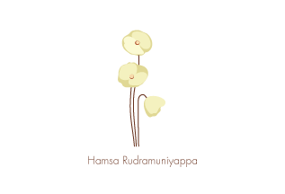 Blooming Flowers
