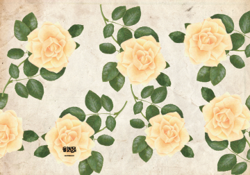 Back and Front Cover